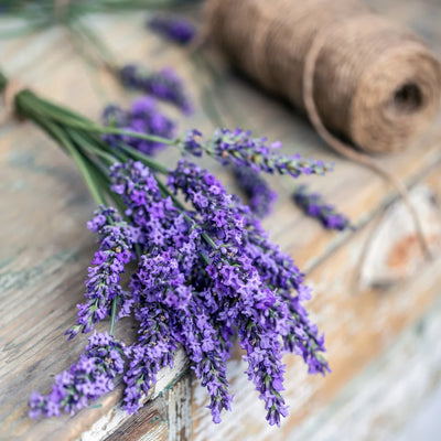 Lavender Extract