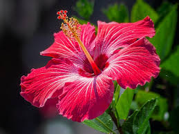 Hibiscus Extract