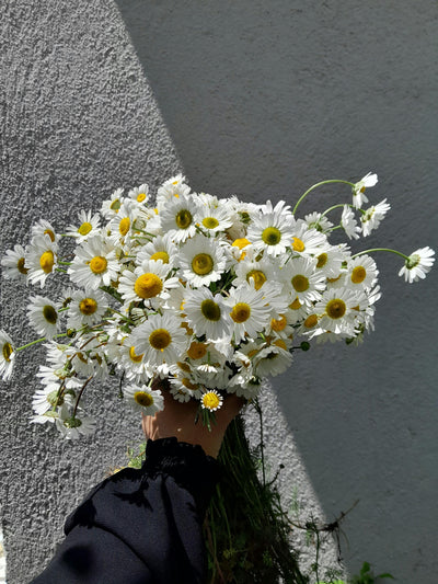 Chamomile Extract