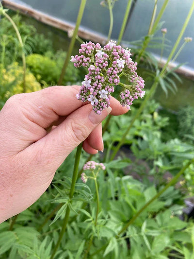 Valerian Root